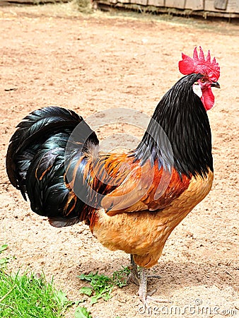 Barnyard rooster Stock Photo