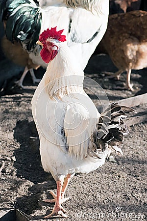 Rooster Stock Photo