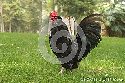 Rooster Stock Photo