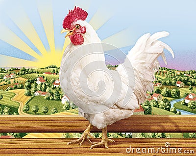 Rooster Stock Photo