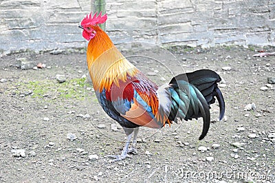 Rooster Stock Photo