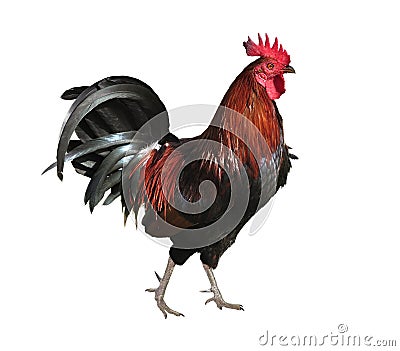 Rooster Stock Photo