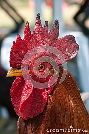 Rooster Stock Photo