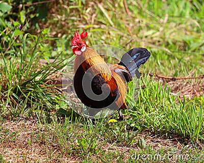 A rooster, also known as a cockerel or cock, is a male gallinaceous bird, Stock Photo