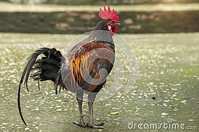 Rooster (also known as a cockerel or cock) Stock Photo