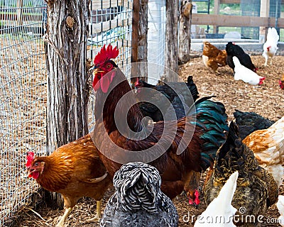 Rooster amidst flock Stock Photo