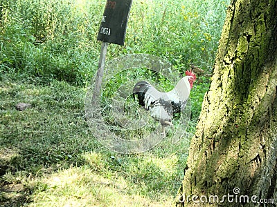 rooster Stock Photo