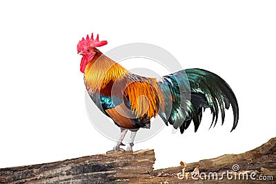 Rooster bantam chicken on Timber isolate white background Stock Photo