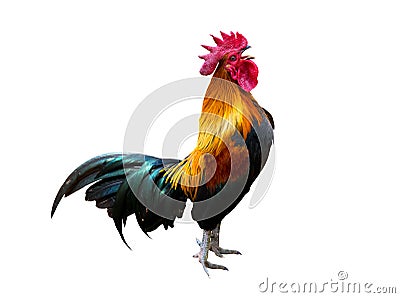 Rooster bantam crows isolate on white background Stock Photo