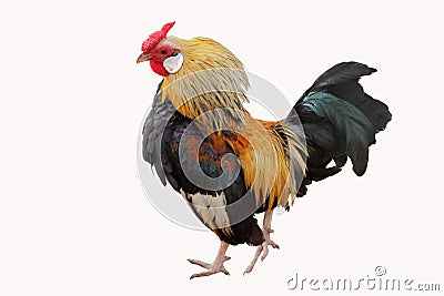 Rooster. Stock Photo