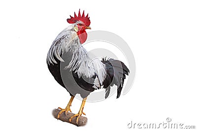 Rooster. Stock Photo