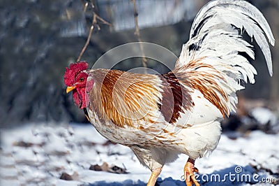 Rooster Stock Photo