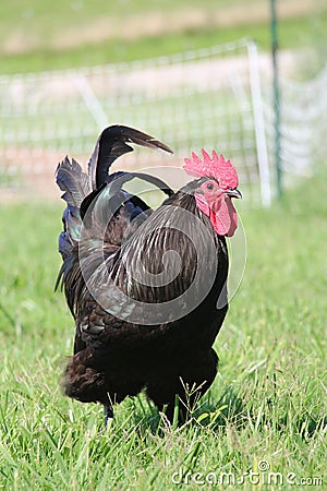 Rooster Stock Photo