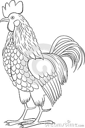 Rooster black line art sketch of Vector Illustration