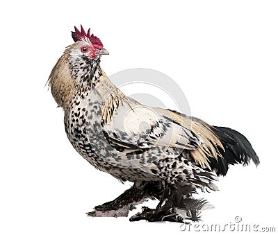 Rooster Booted Bantam (1 year old) Stock Photo