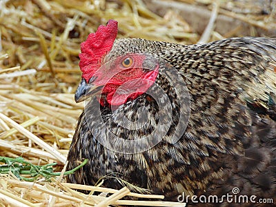 Rooster Calmly Resting Stock Photo