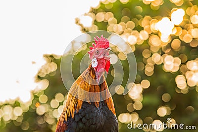 Rooster chicken cockcrow in the morning Stock Photo