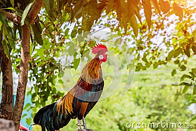 Rooster chicken cockcrow in the morning on the fence . Stock Photo