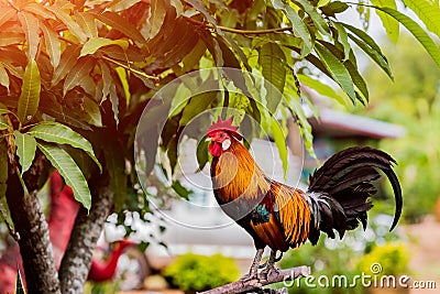 Rooster chicken cockcrow in the morning on the fence . Stock Photo