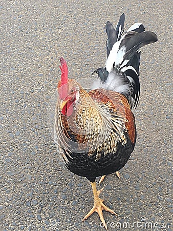 Rooster chicken in Hawaii Stock Photo