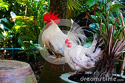 Rooster chicken Stock Photo