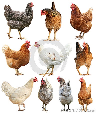Rooster Chicken hen isolated on white background Stock Photo