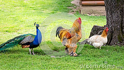 Rooster, chicken and peacock Stock Photo