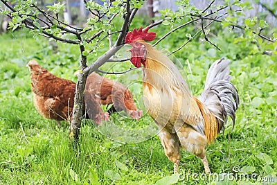 Rooster and chicken walking on green grass on the farm in the summer Stock Photo