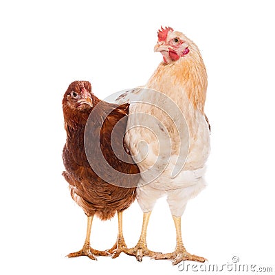 Rooster and chicken Stock Photo