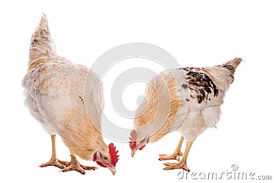 Rooster and chicken Stock Photo