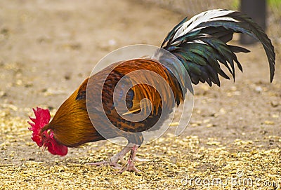 Rooster and chickens. farm. Chickens on traditional free range p Stock Photo