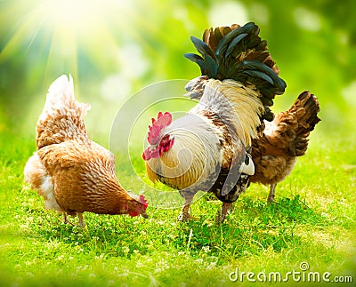 Rooster and Chickens Stock Photo