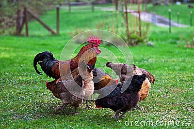 A rooster and Chickens. Free range cock and hens Stock Photo