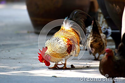 Rooster and Chickens Stock Photo