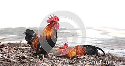 Rooster cock crowing, while female bantam incubate the eggs. Cock-a-Doodle Stock Photo