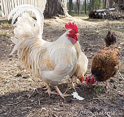 Rooster Stock Photo