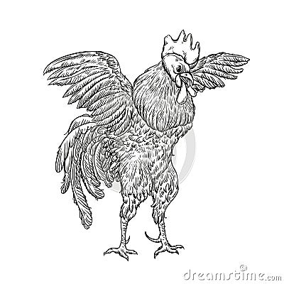 Rooster. Illustration in Vintage engraving style. Grunge label, sticker for the farms and manufacturing depicting Vector Illustration
