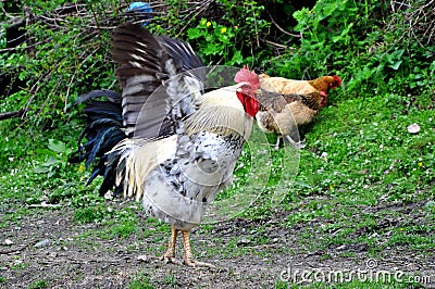 Rooster (Cock) with Wings Spread Stock Photo