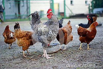 Rooster in the countryside - organic chicken. Stock Photo