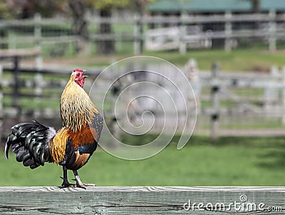 Rooster crowing Stock Photo