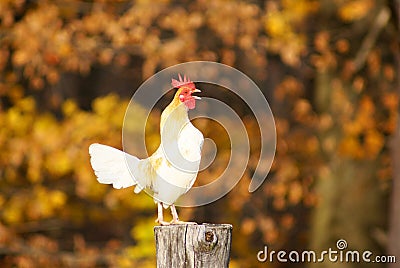 Rooster Crowing on a Fencepost Stock Photo