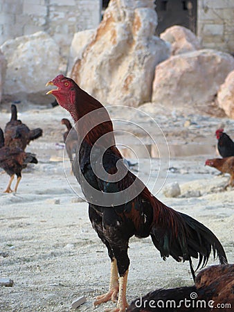 Rooster crowing in the morning Rooster giving the wake up signal Cockfight, Fighting Rooster, angry bird, Madurai Fighting rooster Stock Photo