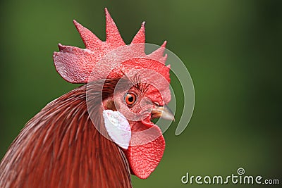 Rooster Stock Photo