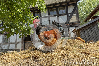 Rooster on the dunghill Stock Photo