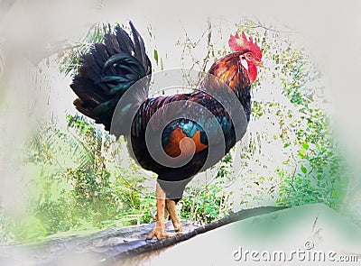 Rooster farm bird stock photo Stock Photo