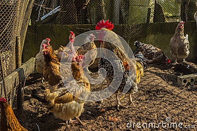 Rooster on the farm. chicken or hen crowing, cackling or clucking inside a chicken coop or hen house. Stock Photo