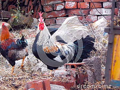 Rooster in a farm Stock Photo