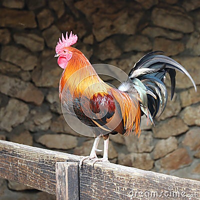 Rooster On A Fence Stock Photo