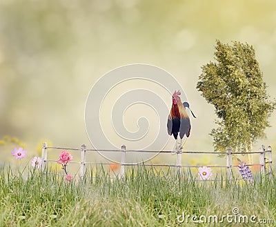 Rooster on a fence Stock Photo