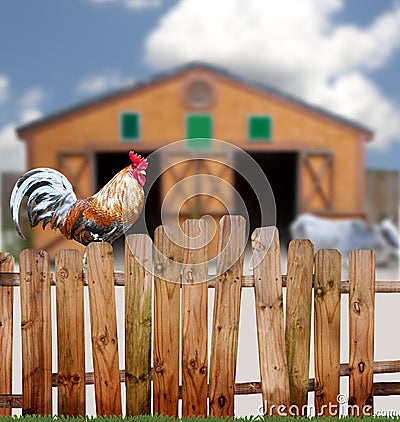 Rooster on fence Stock Photo